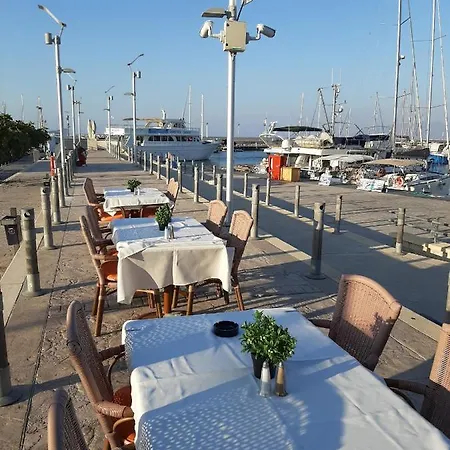 فيلة Lemon Grove